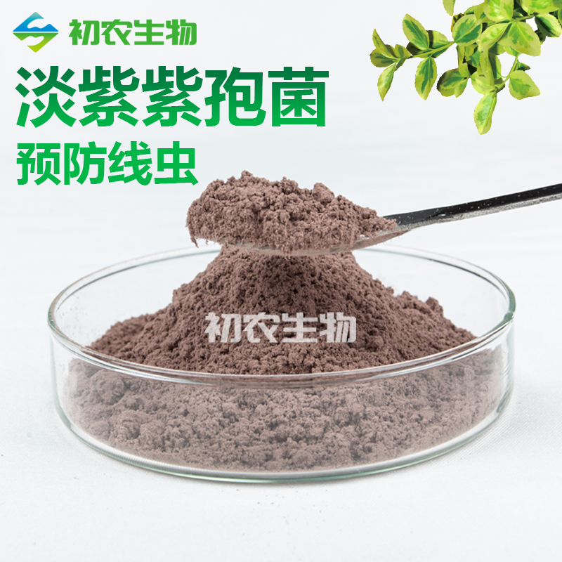 淡紫擬青霉（青霉類）