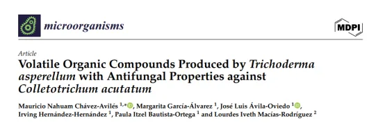 棘孢木霉揮發(fā)性有機(jī)物有效抑制炭疽菌生長(zhǎng)