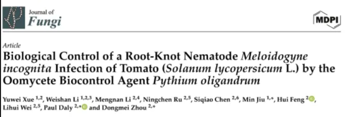 寡雄腐霉有效防治番茄根結線蟲病
