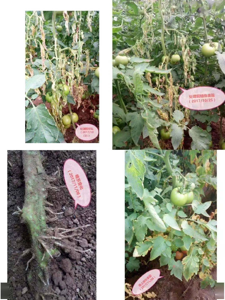 （三）帶您了解哈茨木霉？