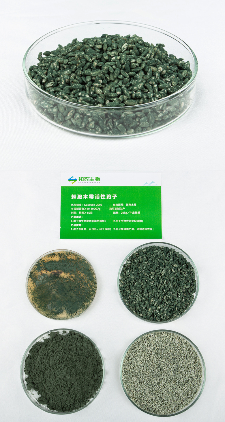 棘孢木霉脫孢粒（木霉類）(圖2)