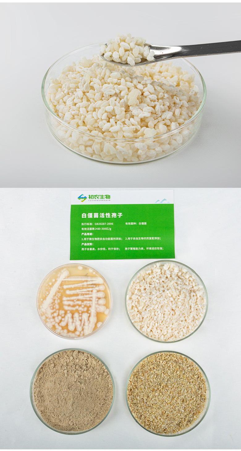 白僵菌（蟲生真菌類）(圖2)