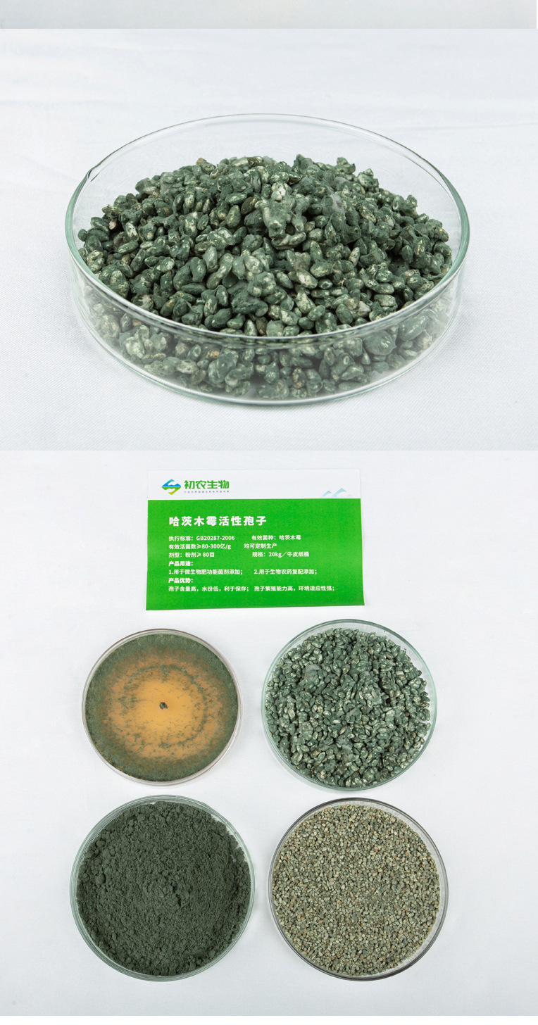 哈茨木霉（木霉類）(圖5)