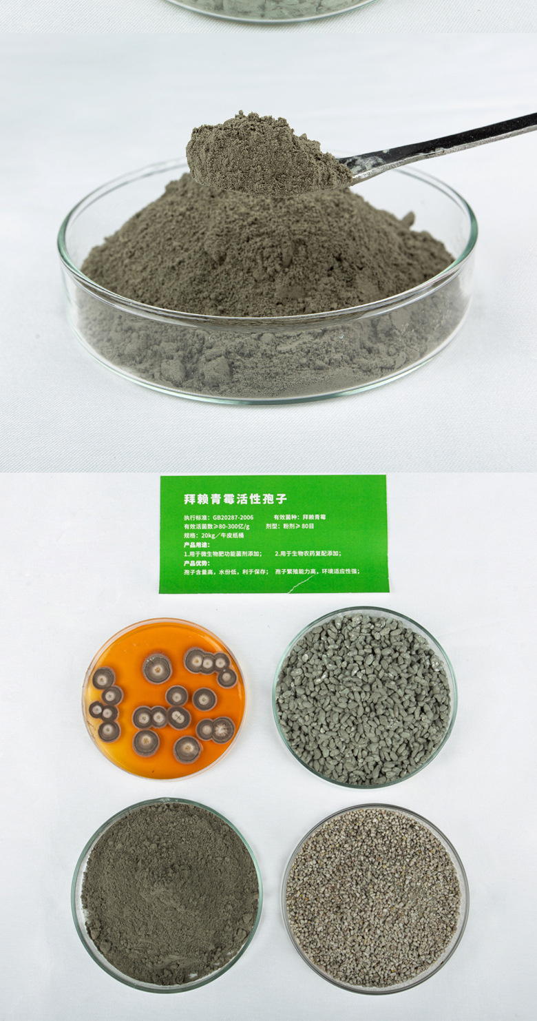 拜賴青霉脫孢粒(青霉類)(圖2)